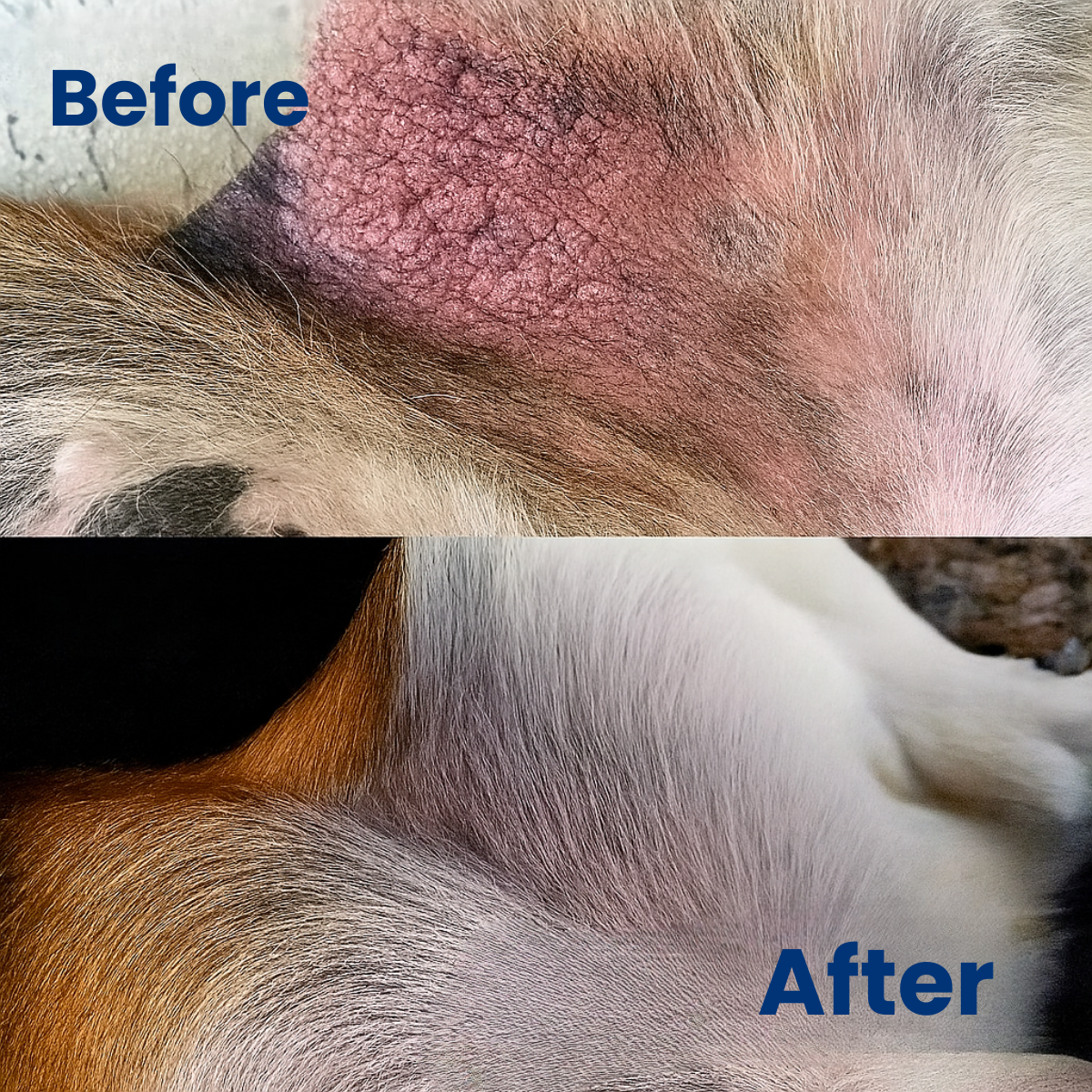 HeyPawsome™ - The instant relief your dog needs